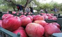صادرات ۱۵۰۰ تُن سیب بهاره از خراسان‌شمالی به عراقصادرات ۱۵۰۰ تُن سیب بهاره از خراسان‌شمالی به عراق